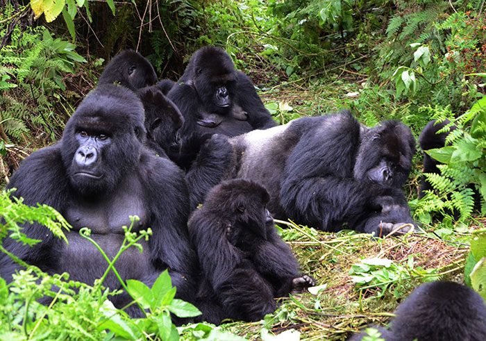 Gorilla Trekking